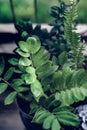 Beautiful House Plants with Water Droplets on Balcony Royalty Free Stock Photo