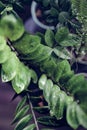 Beautiful House Plants with Water Droplets on Balcony Royalty Free Stock Photo