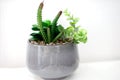 Beautiful house plate cacti in gray background