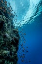 The beautiful reefs of sharm el Sheikh - Egypt.