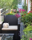 Beautiful house terrace with a lot of flowers and cat Royalty Free Stock Photo