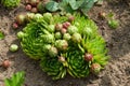 Beautiful houseleeks - Sempervivum closeup in a garden