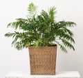 Beautiful houseplant palm