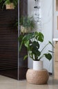 Houseplant on wicker pouf near shower stall in bathroom interior. Idea for design