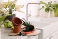 Beautiful houseplants and gardening tools on kitchen counter, space for text Royalty Free Stock Photo
