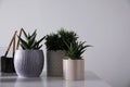 Beautiful houseplants and gardening tools on white table Royalty Free Stock Photo