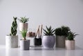 Beautiful houseplants and gardening tools on white table Royalty Free Stock Photo