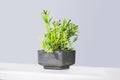 Beautiful houseplants in trendy geometric pots. Fake decorative succulent in a cement pot