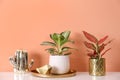 Beautiful houseplants on white table near orange coral wall Royalty Free Stock Photo