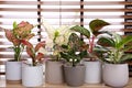 Beautiful houseplants on wooden window sill indoors Royalty Free Stock Photo