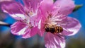 Beautiful hover fly on pink flower Royalty Free Stock Photo