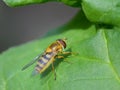 A beautiful hover fly resting on a green leaf Royalty Free Stock Photo