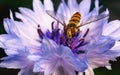 A beautiful Hoverfly feeding on a blue and purple flower Royalty Free Stock Photo