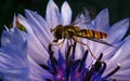 A beautiful Hoverfly feeding on a blue and purple flower Royalty Free Stock Photo