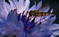 A beautiful Hoverfly feeding on a blue and purple flower Royalty Free Stock Photo