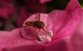 A beautiful Hoverfly feeding on a Pink flower Royalty Free Stock Photo