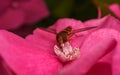 A beautiful Hoverfly feeding on a Pink flower Royalty Free Stock Photo