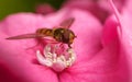 A beautiful Hoverfly feeding on a Pink flower Royalty Free Stock Photo