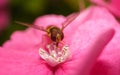 A beautiful Hoverfly feeding on a Pink flower Royalty Free Stock Photo