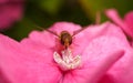 A beautiful Hoverfly feeding on a Pink flower Royalty Free Stock Photo