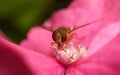 A beautiful Hoverfly feeding on a Pink flower Royalty Free Stock Photo
