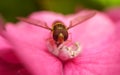 A beautiful Hoverfly feeding on a Pink flower Royalty Free Stock Photo