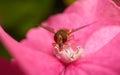 A beautiful Hoverfly feeding on a Pink flower Royalty Free Stock Photo