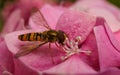 A beautiful Hoverfly feeding on a pink flower Royalty Free Stock Photo