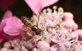 A beautiful Hoverfly feeding on a pink flower Royalty Free Stock Photo