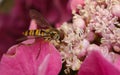 A beautiful Hoverfly feeding on a pink flower Royalty Free Stock Photo