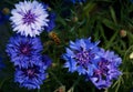 A beautiful Hoverfly hovering over a blue and purple flower Royalty Free Stock Photo