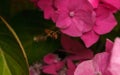 A beautiful Hoverfly hovering over a Pink flower Royalty Free Stock Photo