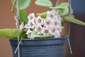 Beautiful hoya flower in nature garden