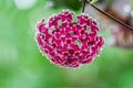 Beautiful hoya flowers.