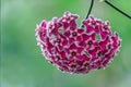 Beautiful hoya flowers. Royalty Free Stock Photo