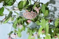 Beautiful hoya flowers in the house