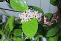 Beautiful hoya flowers in the house