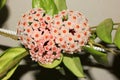 Beautiful hoya flowers in the house