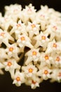 Beautiful Hoya parasitica Roxb. Wall. Ex Wight with nectar. Isolate White flower on black background. Fantastic texture. Bright