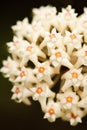 Beautiful Hoya parasitica Roxb. Wall. Ex Wight with nectar. Isolate White flower on black background. Fantastic texture. Bright