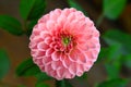 Beautiful ÃÂhrysanthemum flower blooming in the garden. Close-up. Macro. Living Coral - color of the year 2019