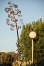 beautiful huge agave in sunset