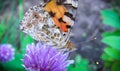 A beautiful huge brown butterfly is played on the purple flowers of an onion on a warm summer day_5_. Macro face.