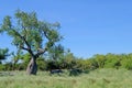 Beautiful huge ceiba trees, chorisia insignis, and landscape of Gran Chaco, Paraguay