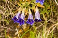 Gentian flowers in the Small Fatra mountains, Slovakia Royalty Free Stock Photo