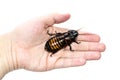 Beautiful huge Madagascar Hissing Cockroach crawls Royalty Free Stock Photo