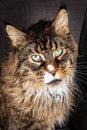 Beautiful Huge Maine Coon Cat Sitting