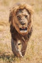 Beautiful lion walking free in the african savanna
