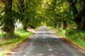 Beautiful huge old limes on the side of a country road on a sunny summer day Royalty Free Stock Photo