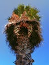 Beautiful and huge palm tree from bottom view with clear inner details in golden hour and blue clean sky Royalty Free Stock Photo